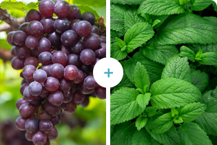 Công nghệ Buletedan