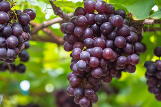 Công nghệ Buletedan