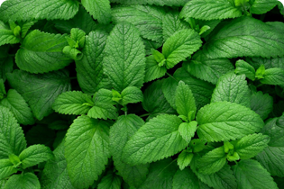 Công nghệ Buletedan