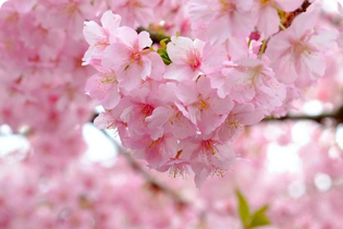 Công nghệ Buletedan